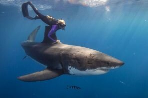 Foto: www.oceanramsey.com